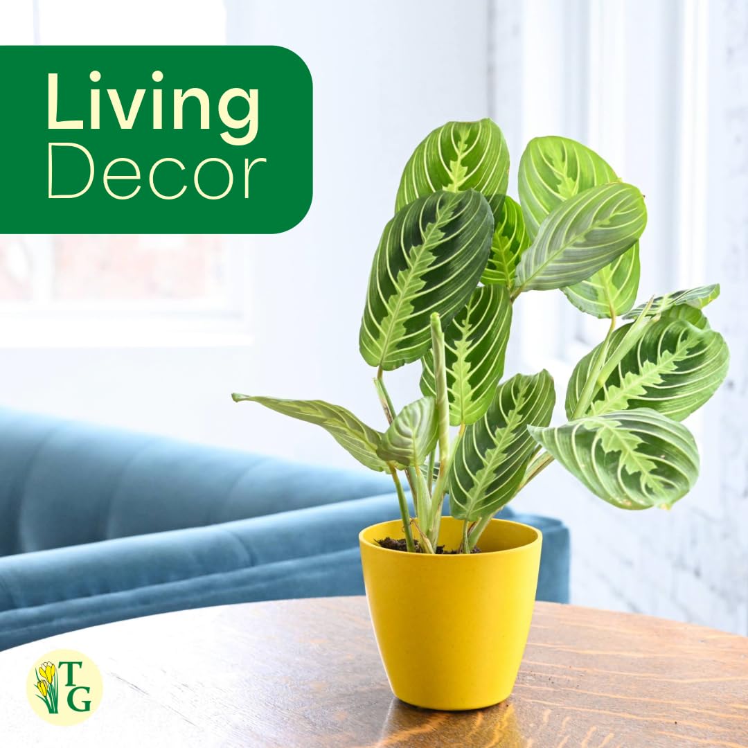Thorsen's Greenhouse Lemon Lime Prayer Plant, Live Indoor Plant, Pet Friendly, Attractive Houseplant, Lemon Maranta, Natural Air Purifier, Easy to Grow, 4" Diameter Pot (3 Pack Nursery Pots)
