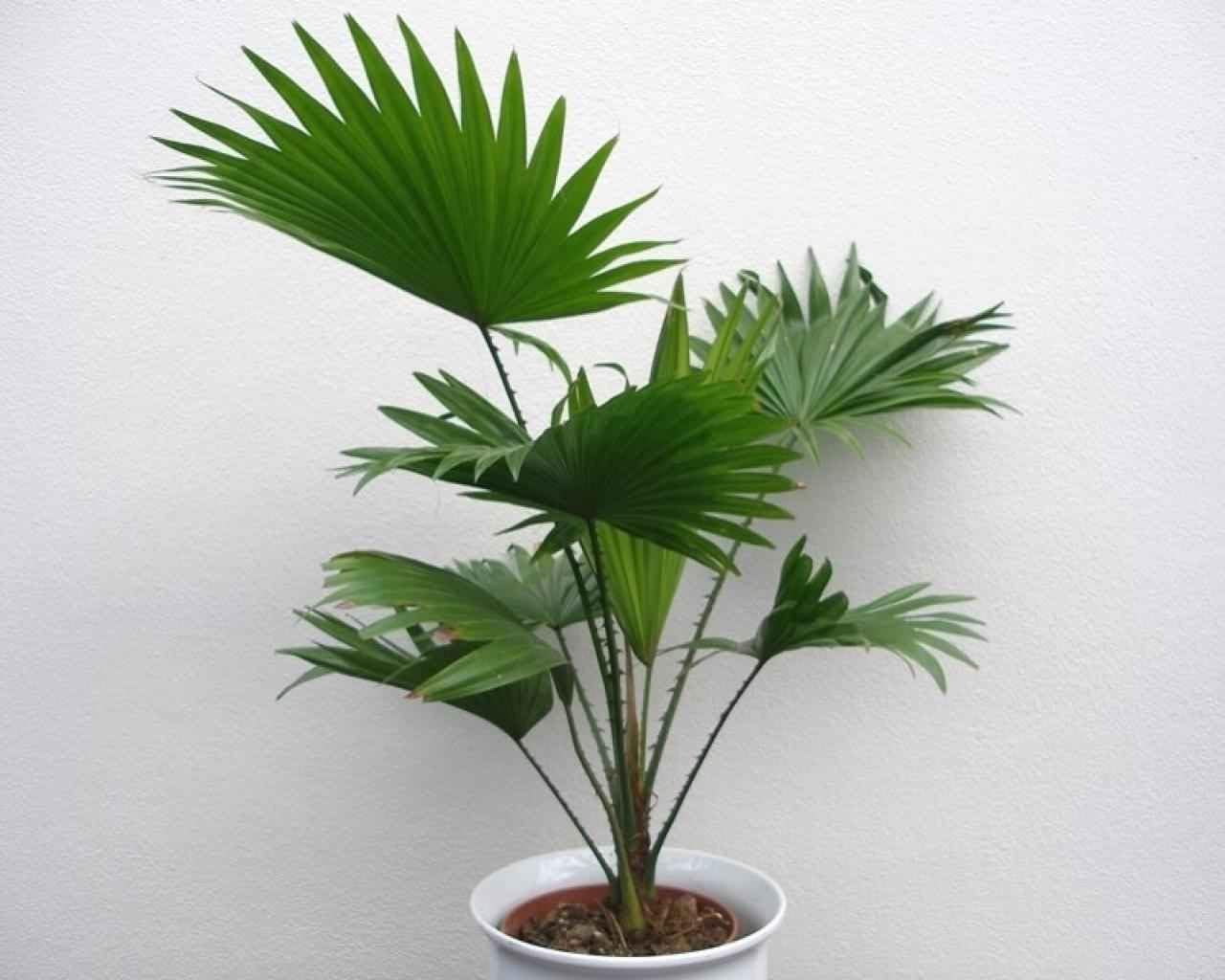 KIRA SEEDS - Seeds Chinese Fan Palm Livistona - Growing Indoor - Perennial Tree for Planting