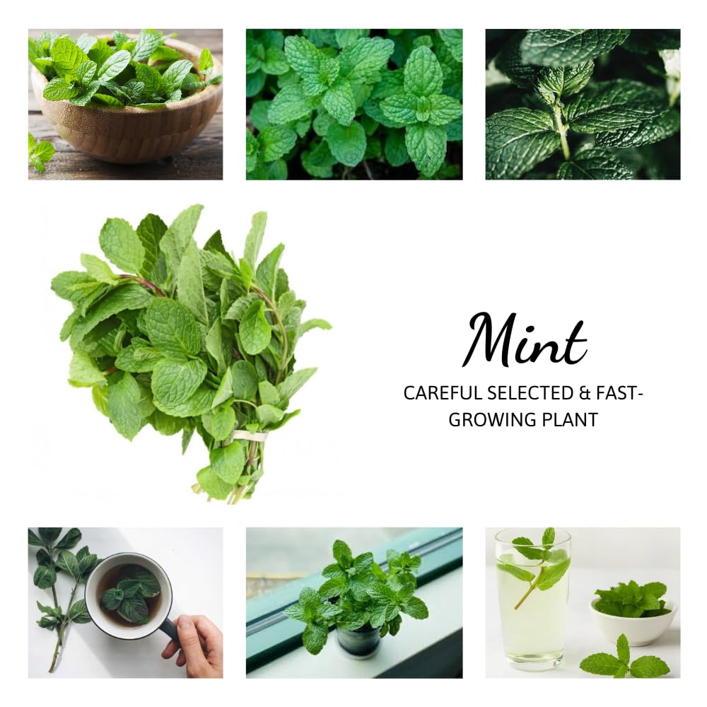 Set of 6 Spearmint Mint Live Herb Plants, 3–6 Inches Tall, Fragrant Mint Plants for Indoor Outdoor Garden, Patio, and Culinary Growing