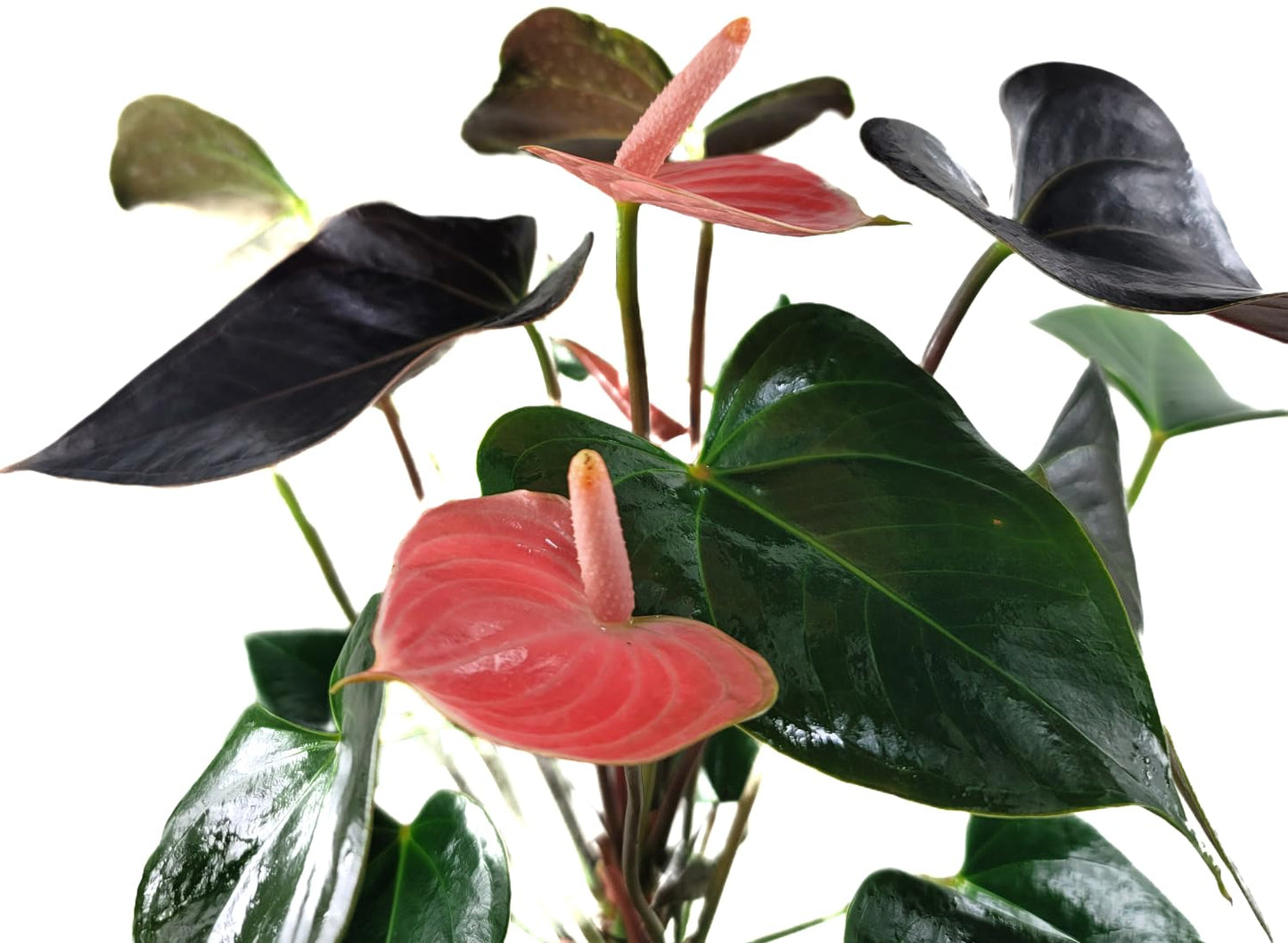 Anthurium Rainbow Champion Plant in 4" Pot - Colorful Blooms - Long-Lasting Blooms and Lush Foliage - Easy-Care Indoor Plant - CA Seller - Air Purifying Plant (Small, 4" Pot)