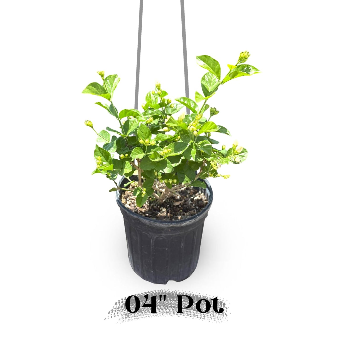 Live Jade Sambac Plant in 6" Pot - Rare Fragrant Jasmine Variety, Easy Care Tropical Houseplant for Home Decor, Gardens, and Unique Gifts (Heat Pack Included)