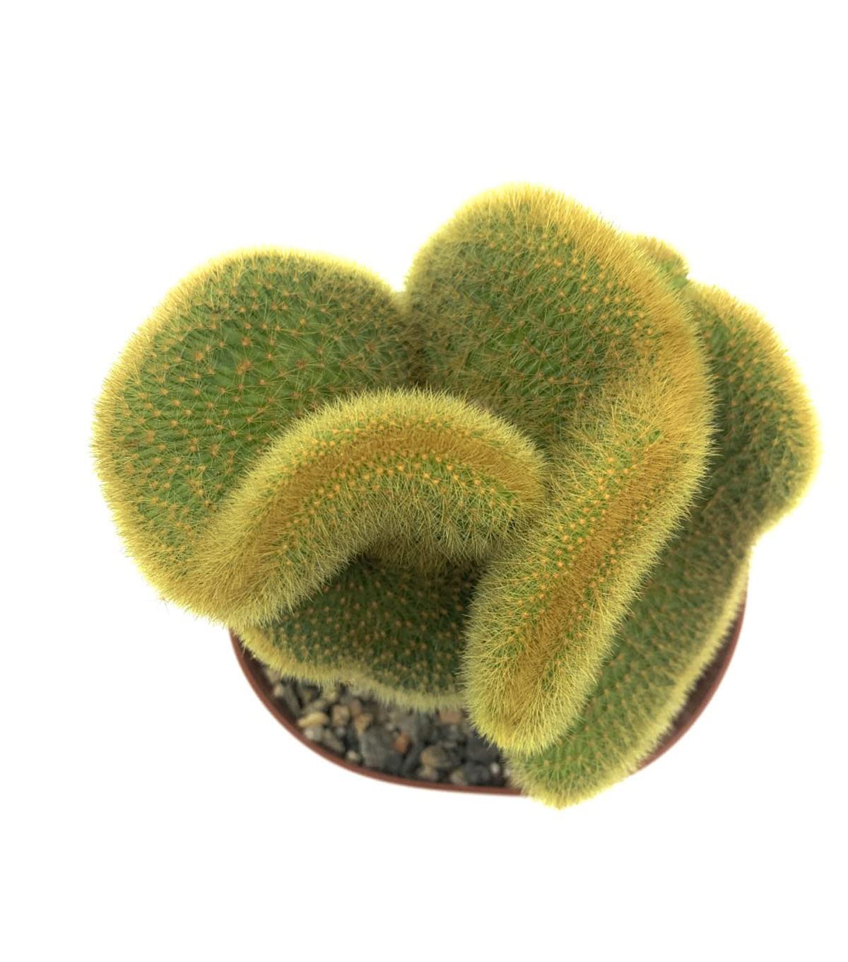 Rare 6" Golden Cactaceae Crested Cactus-Hildewintera Aureispina-Live Cactus Plant, Euphorbia Monstrose Cactus/Succulent.