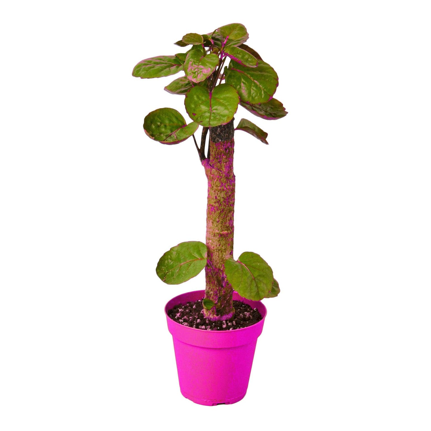 Aralia Fabian Stump 'Polyscias Scutellaria' in 6in Pot - Live Tropical Houseplant - Easy to Grow | Variegated | USA Growers | The Snobby Leaf
