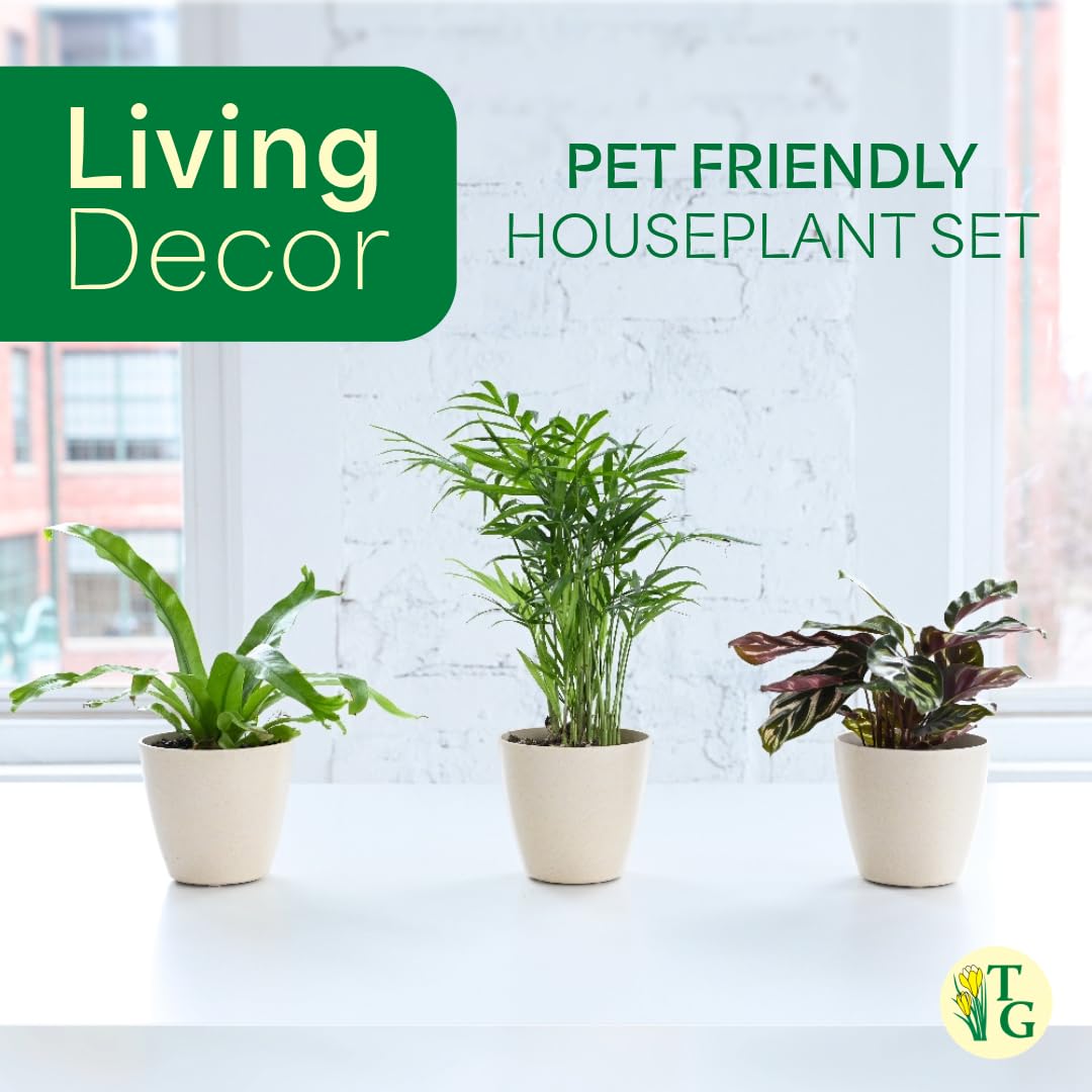 Thorsen's Greenhouse Live Pet Friendly Indoor Houseplants, Live Plants, Safe for Pets, 4" Diameter Pot, 3-Pack (White)