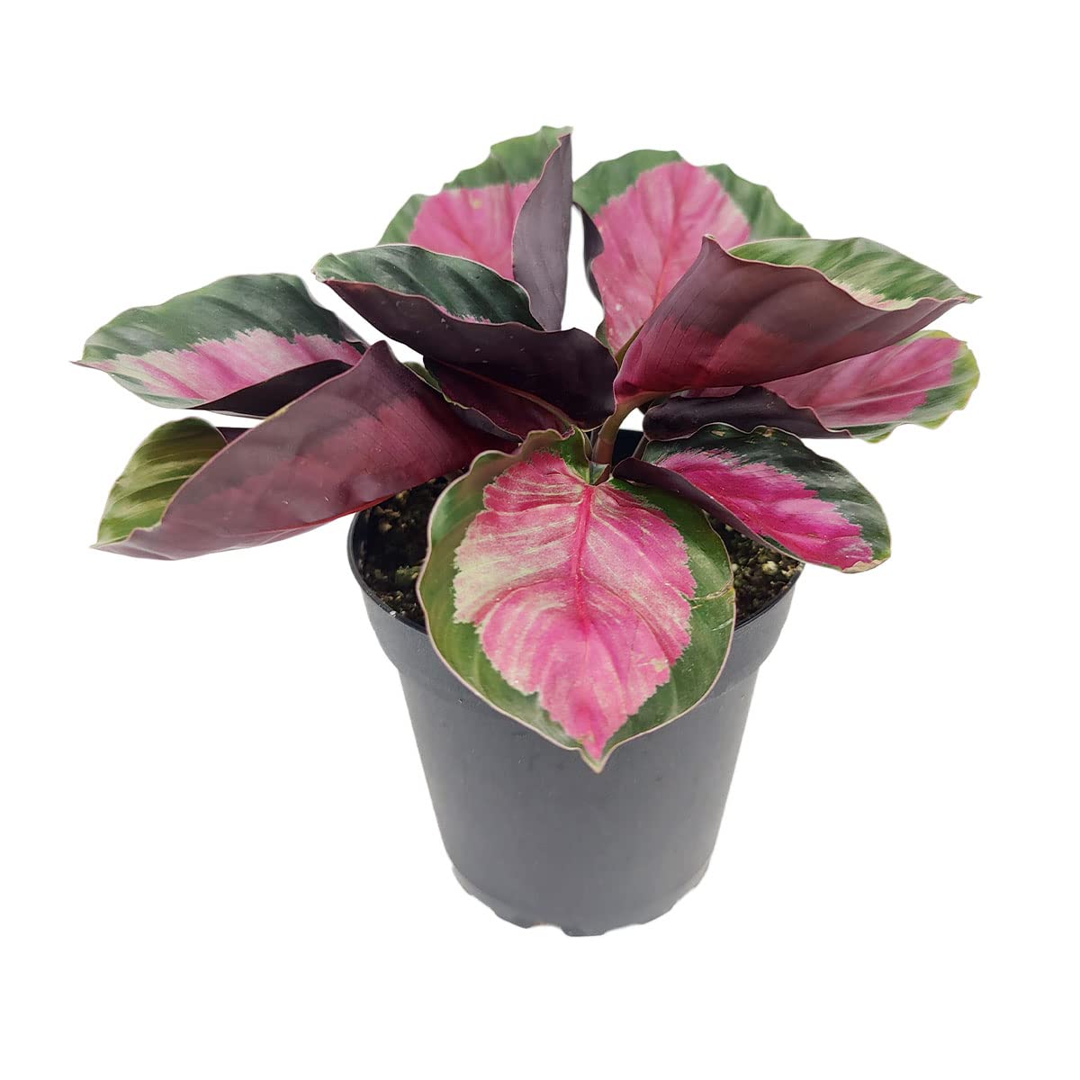 Calathea Rosy - Calathea Roseopicta (4" + Plastic Pot) - Pink Prayer Plant - Tropical Houseplants for Home Decoration