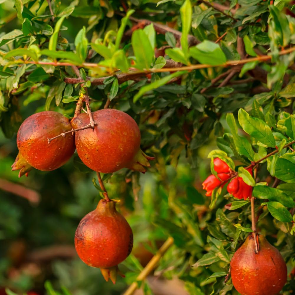 Wonderful Pomegranate Live Plant 4" Pot, Sweet Edible Pomegranate Fruit Plant for Indoor Outdoor Garden
