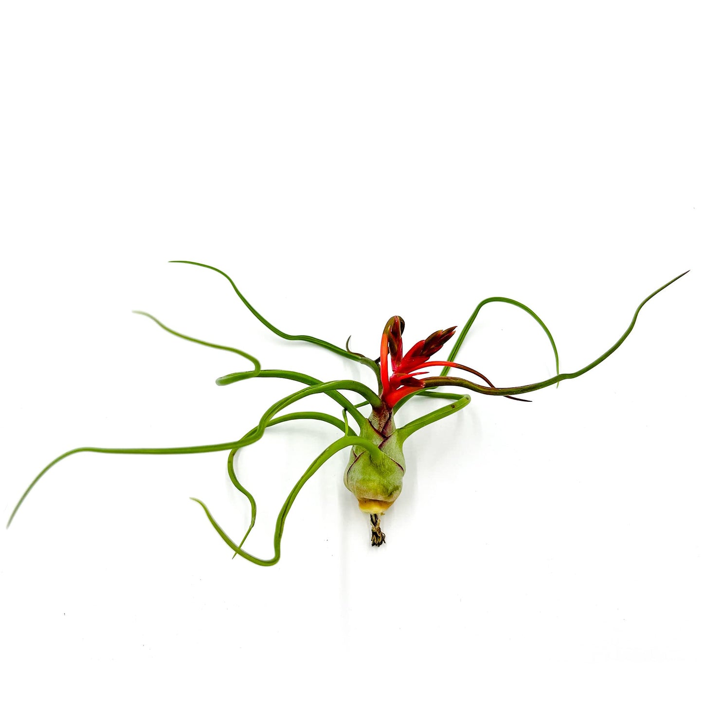 ragnaroc Air Plants - Flowering Tillandsia Bulbosa Belize, Giant 7-9" - 5ct - Live Arrival Guaranteed - House Plants for Home Decor & Gift