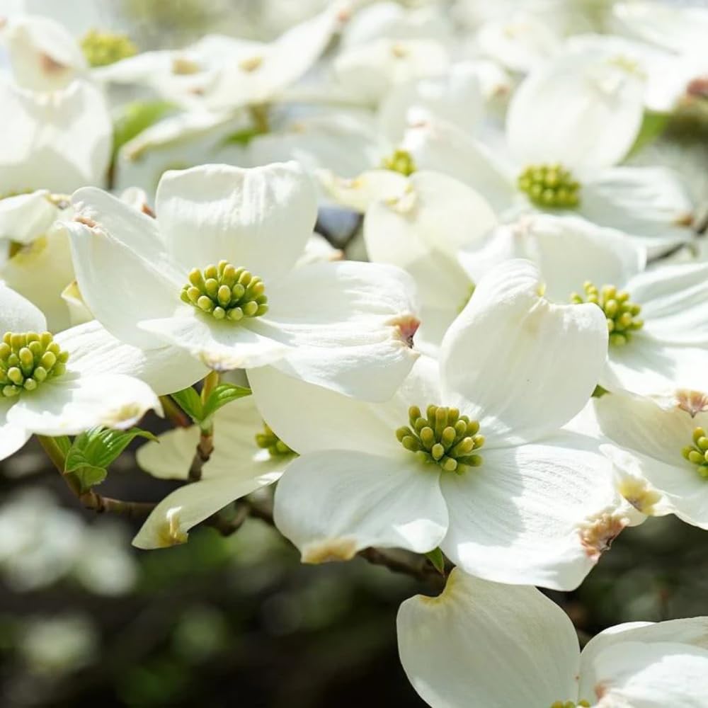 White Dogwood Tree Live Plant, 8-14 Inc Height, in Quart Pot, Flowering Ornamental Tree for Planting Home Garden