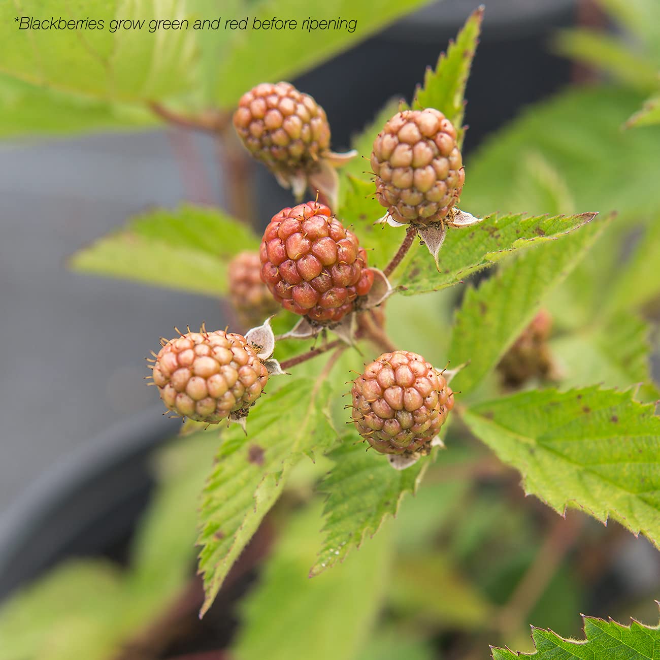 Perfect Plants Ouachita Thornless BlackBerry Bush 1 Gal. Pot Extremely Hardy Large Sweet Berries