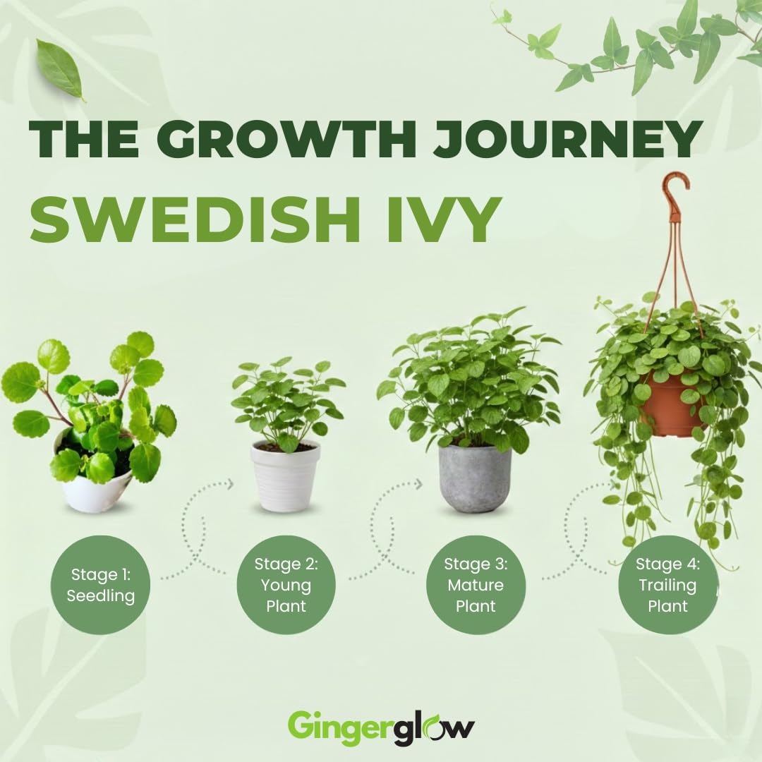 2 Swedish Ivy Plants Live House Plants | 2 Plant Per 3.25 Inch Pot | Trailing Indoor Plant for Home Decor, Shelves & Hanging Displays