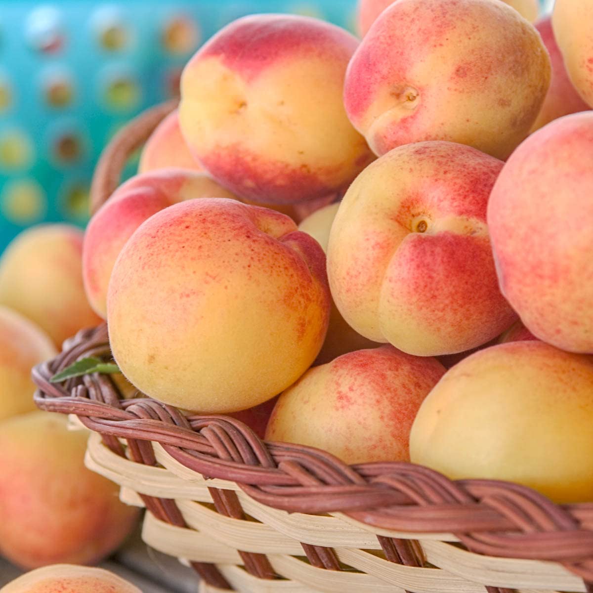 Sugar Pearls™ Apricot Dormant Starter Bare Root Standard Fruit Tree, Can't Ship to States of CA, CO, ID, MT, OR or WA, 1-Pack