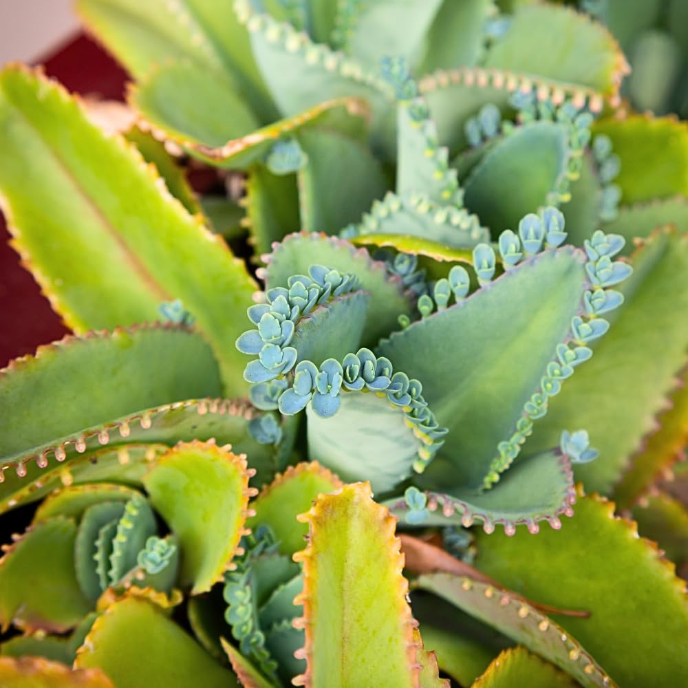 Kalanchoe Live Plant, Kalanchoe Mother of Thousands, Variegated Succulent Houseplant Indoor, 2 Inch Pot (Green)