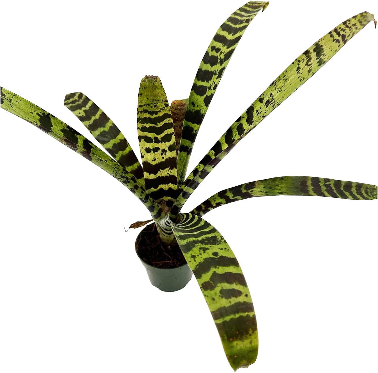 ragnaroc Live Plants – Bromeliad Vrisea Splenriet, 4-8" in 4" Pot - 1ct - Live Arrival Guaranteed - House Plants for Home Decor & Gift