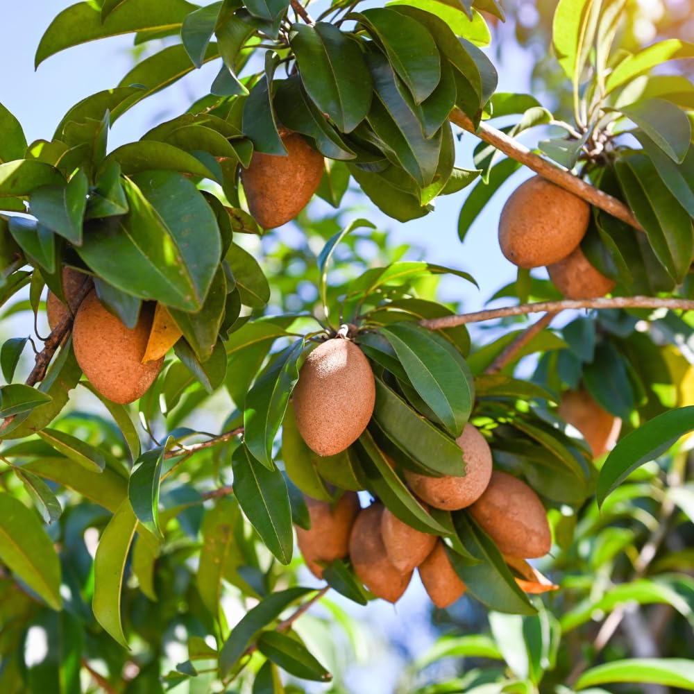 Sapodilla Tree Live Plant 2 to 3 Feet, in 3 Gallon Pot, Sapodilla Plant Live, No Shipping to CA