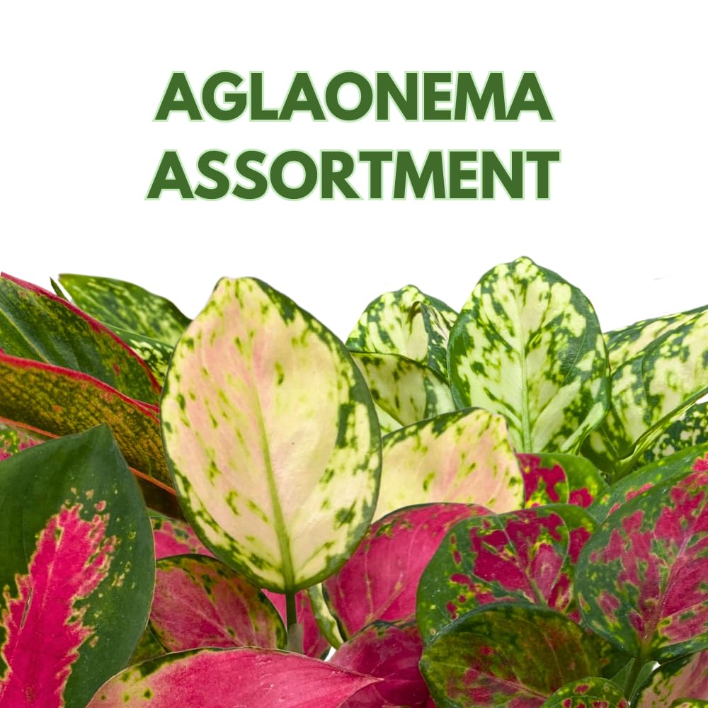 BubbleBlooms Aglaonema Assortment 4 inch Pots Set of 3 Chinese Evergreen