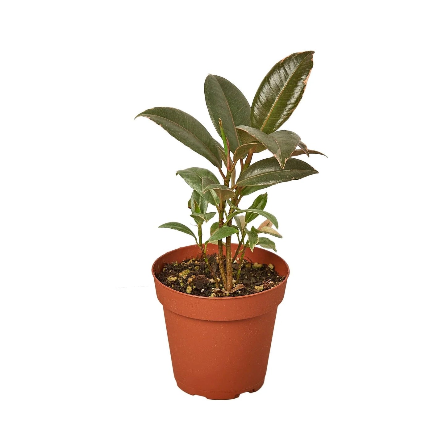 5 Pack Ficus Elastica 'Tineke' in 6in Pot - Live Plants Tropical Houseplants | Variegated | USA Growers | The Snobby Leaf