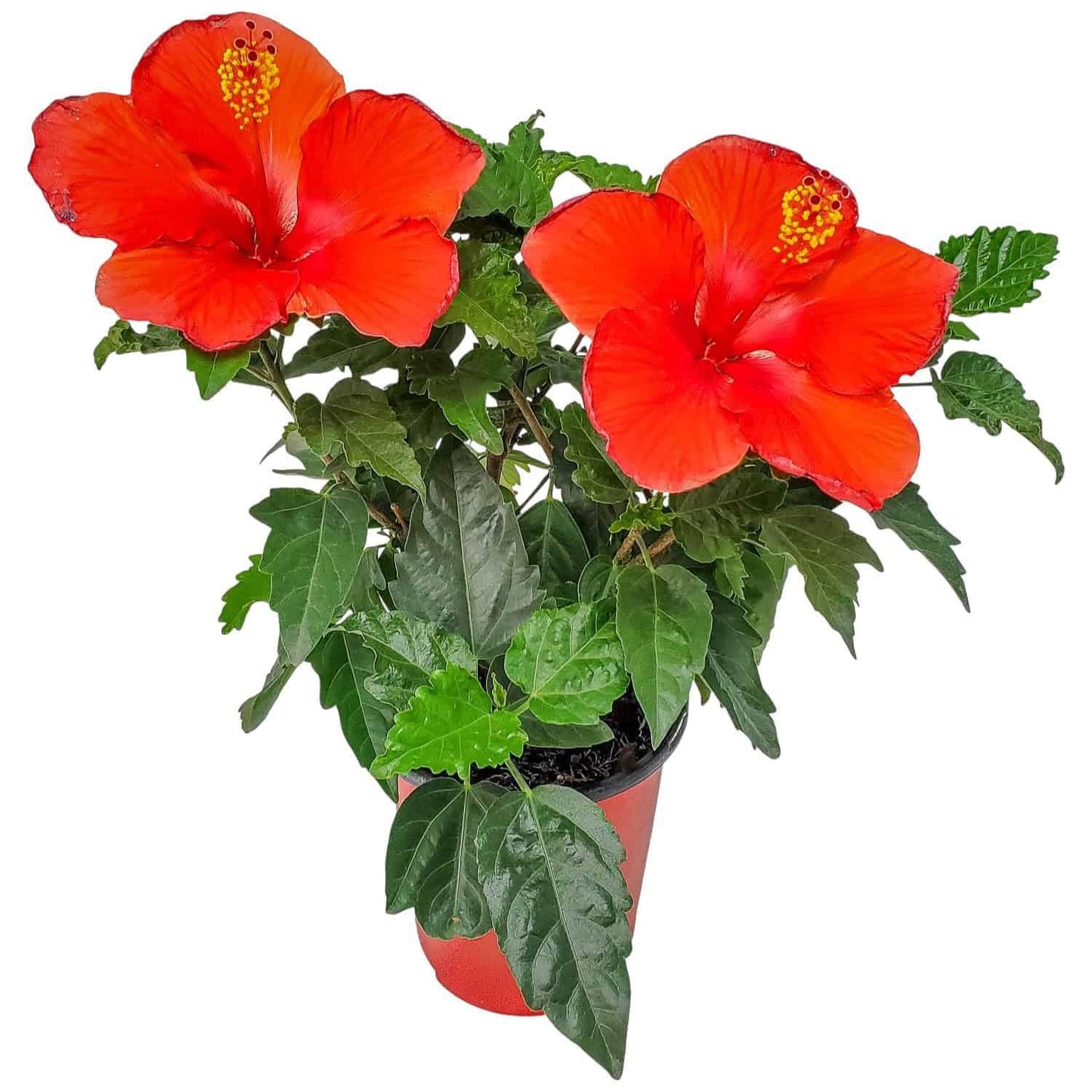 Tropical Plants of Florida - Red Hibiscus Bush Dwarf - Flowering Plants Live - 12" to 16" Overall Height - 1 Gallon Planter