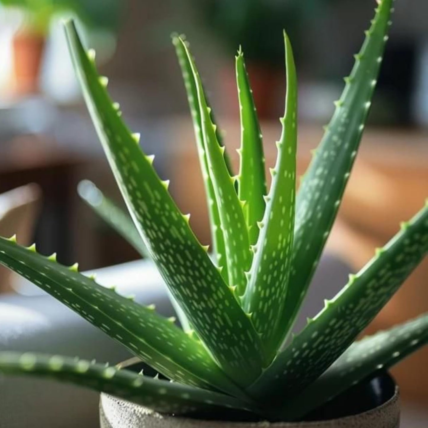 Aloe Vera Aloe Vera Live Plant for Planting in Size 2 Inch Pot | Vibrant, Low-Maintenance Aleo Plant for Patio, Balcony & Indoor Spaces | Perfect for Plant Enthusiasts & Beginners