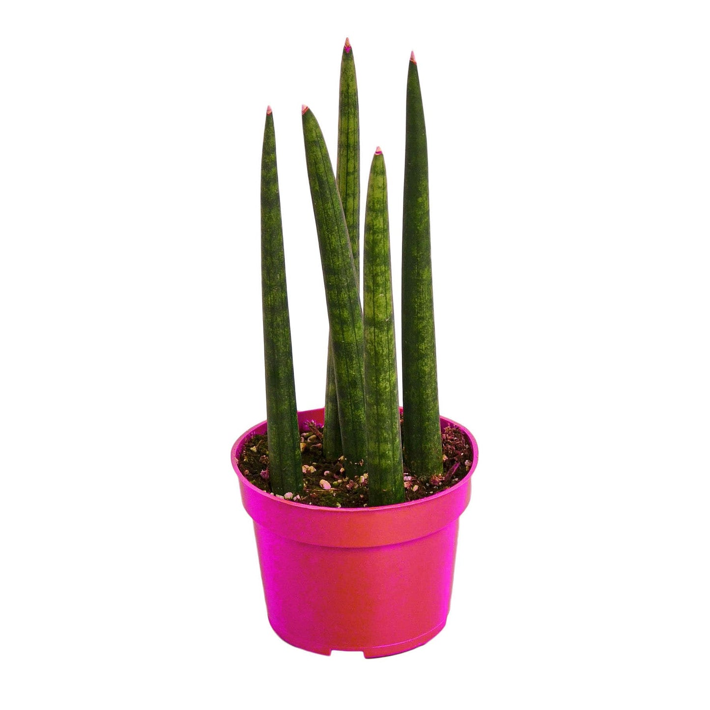Snake Plant Cylindrica in 4in Pot - Live Plants Tropical Houseplants | Variegated | USA Growers | The Snobby Leaf