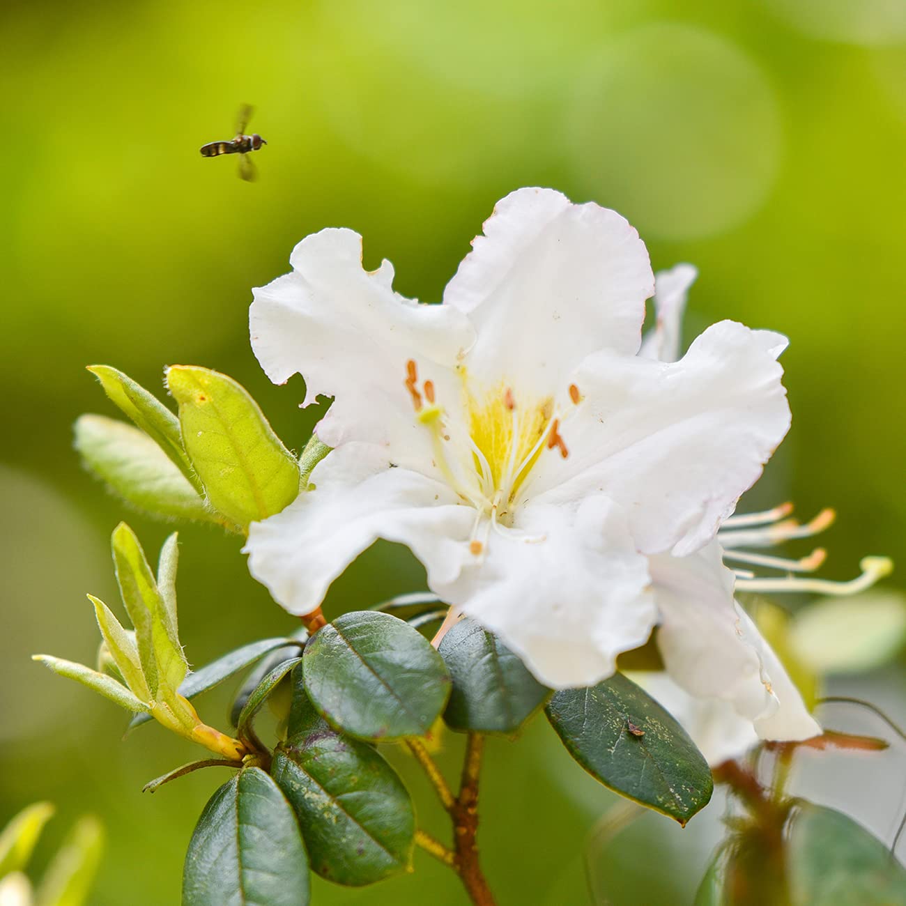 PERFECT PLANTS GG Gerbing Azalea Bush | 3 Gal. Pot | Large White Blooms | Southern Staple