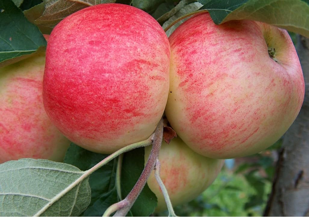 Honeycrisp® Apple Fruit Tree, 4-5 Ft Tall, Full Sun Growing, 5 Gallon Potted, Live Plant for Home Garden or Orchards