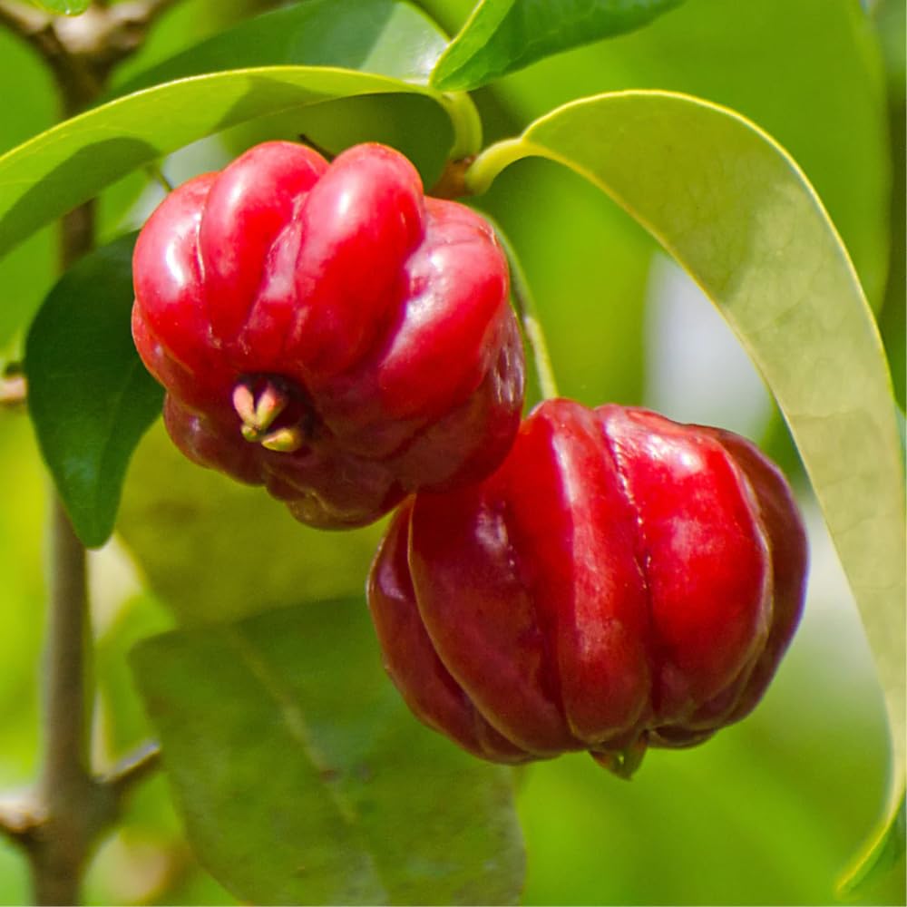 Cherry Plant Live 4-8 Inch, Edible, Sweet, High Yielding Fruit Tree, Container and Garden Planting, No Pot (Surinam Cherry)