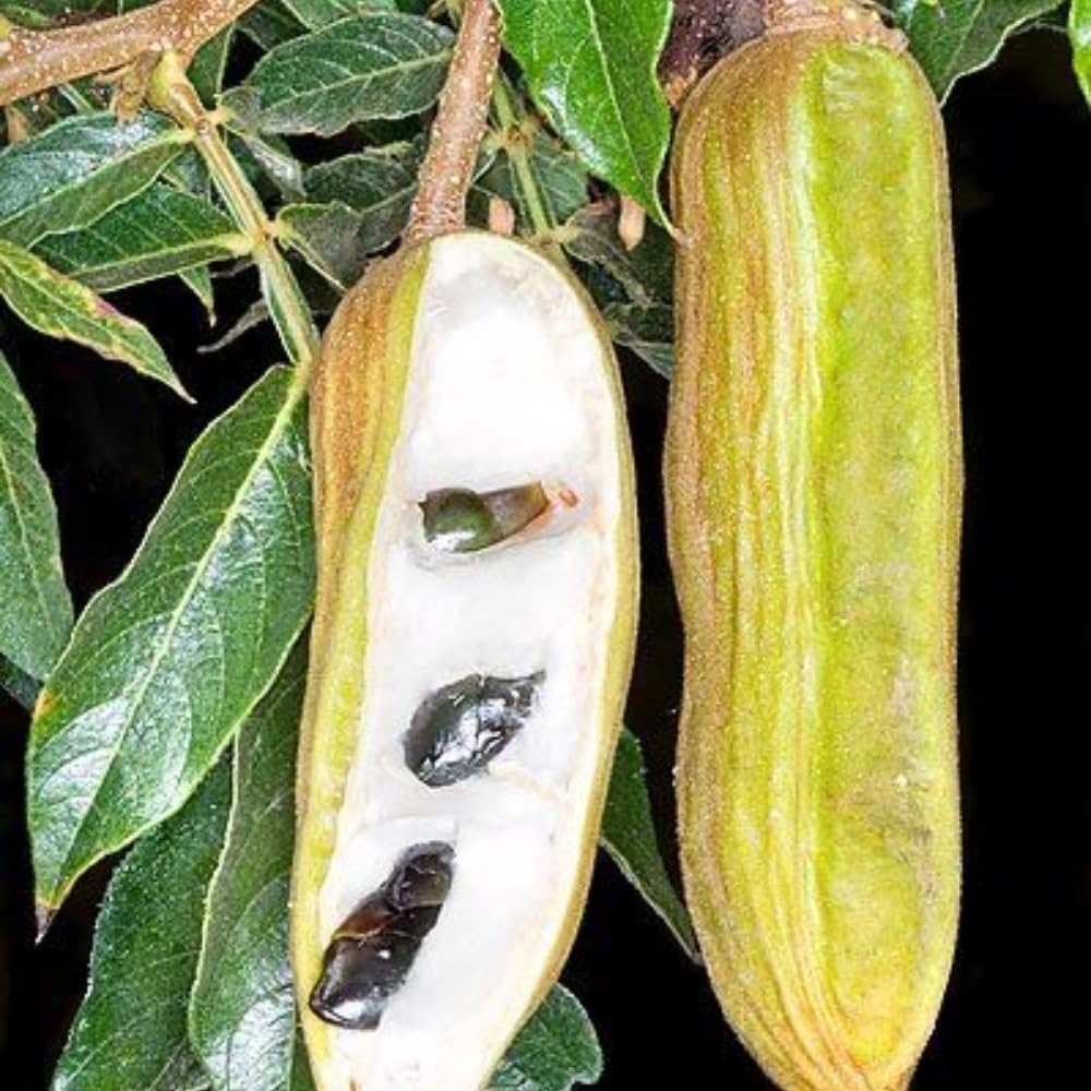 Ice Cream Bean Fruit Tree Live Plant Live for Planting, 8 to 12 Inch Tall Ice Cream Bean Plant Live Pot, a Half Gallon