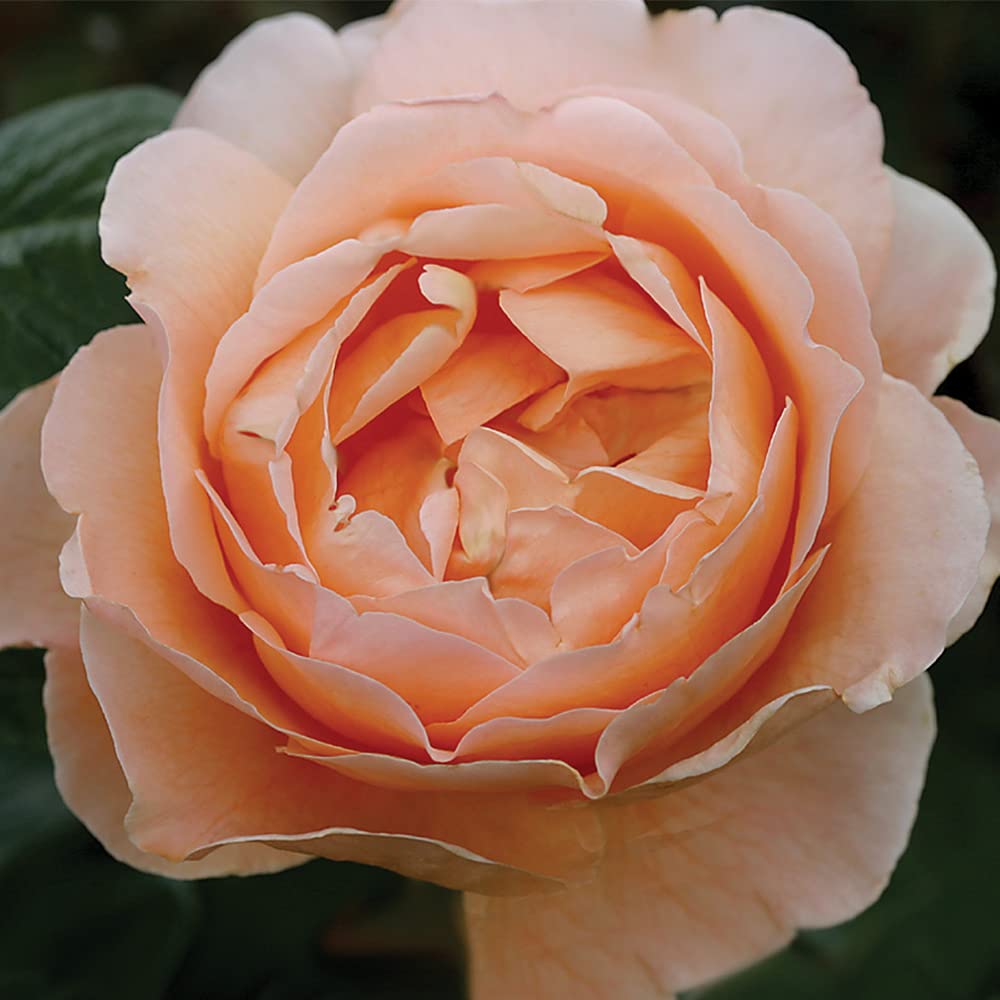 Heirloom Roses Rose Plant - Abbaye de Cluny® Apricot Rose Bush, Shrub Live Plant for Planting Outdoors