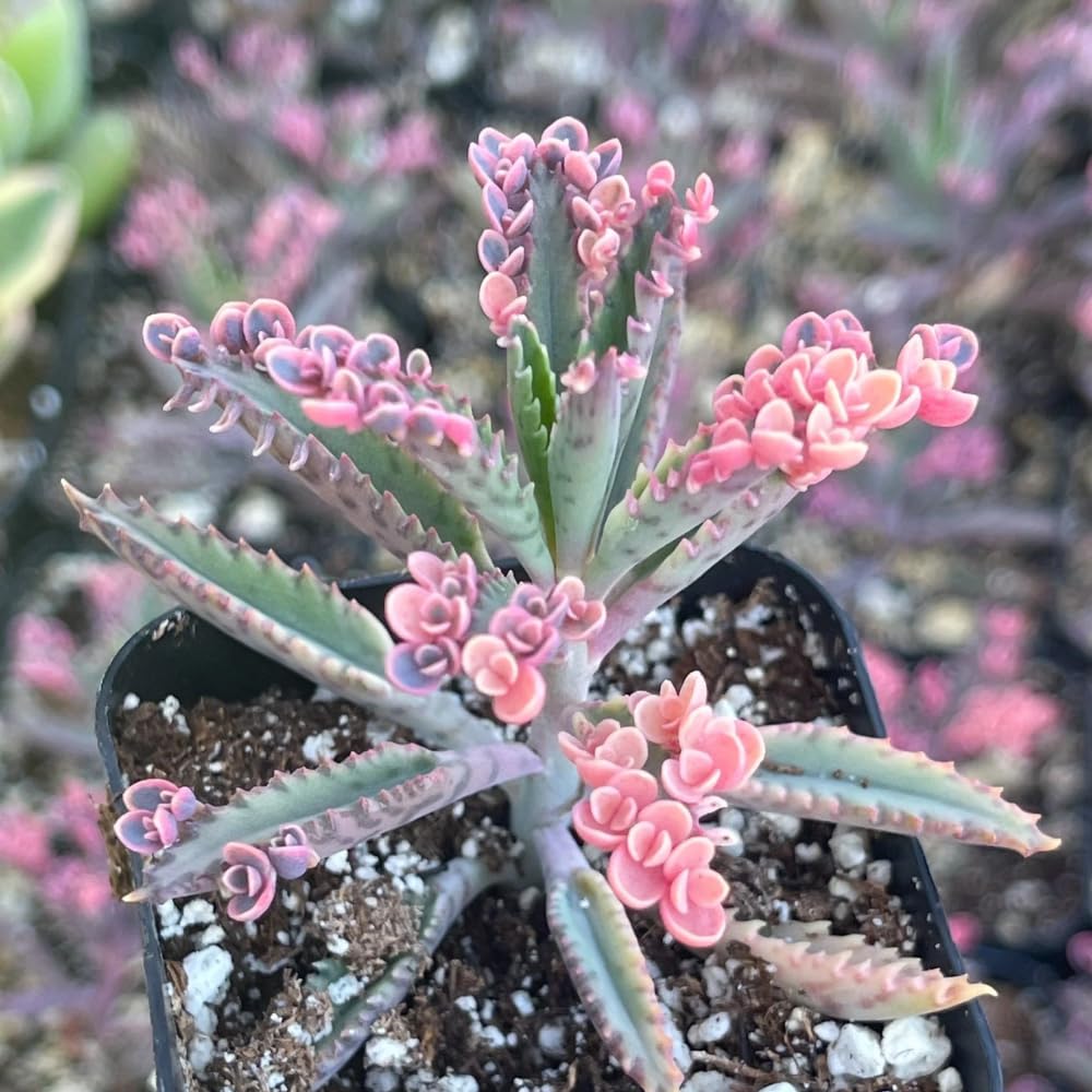 Pink Kalanchoe Plant Live in 2 Inch Pot, Butterfly Kalanchoe Succulent Mother of Thousands, Kalanchoe Live Plant