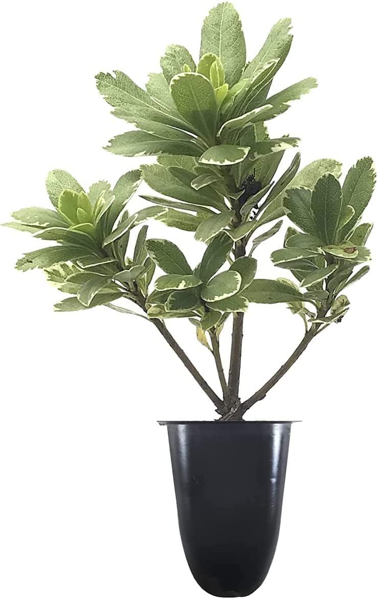 Variegated Pittosporum | 40 Live Plants | Pittosporum Tobria Variegatum | Evergreen Border Accent Hedge Shrub