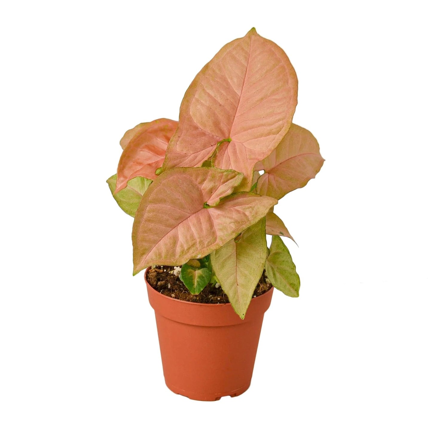 Syngonium 'Strawberry' | Live Plant for Indoor & Outdoor | for Living Room, Office, Bathroom | (6" Pot)