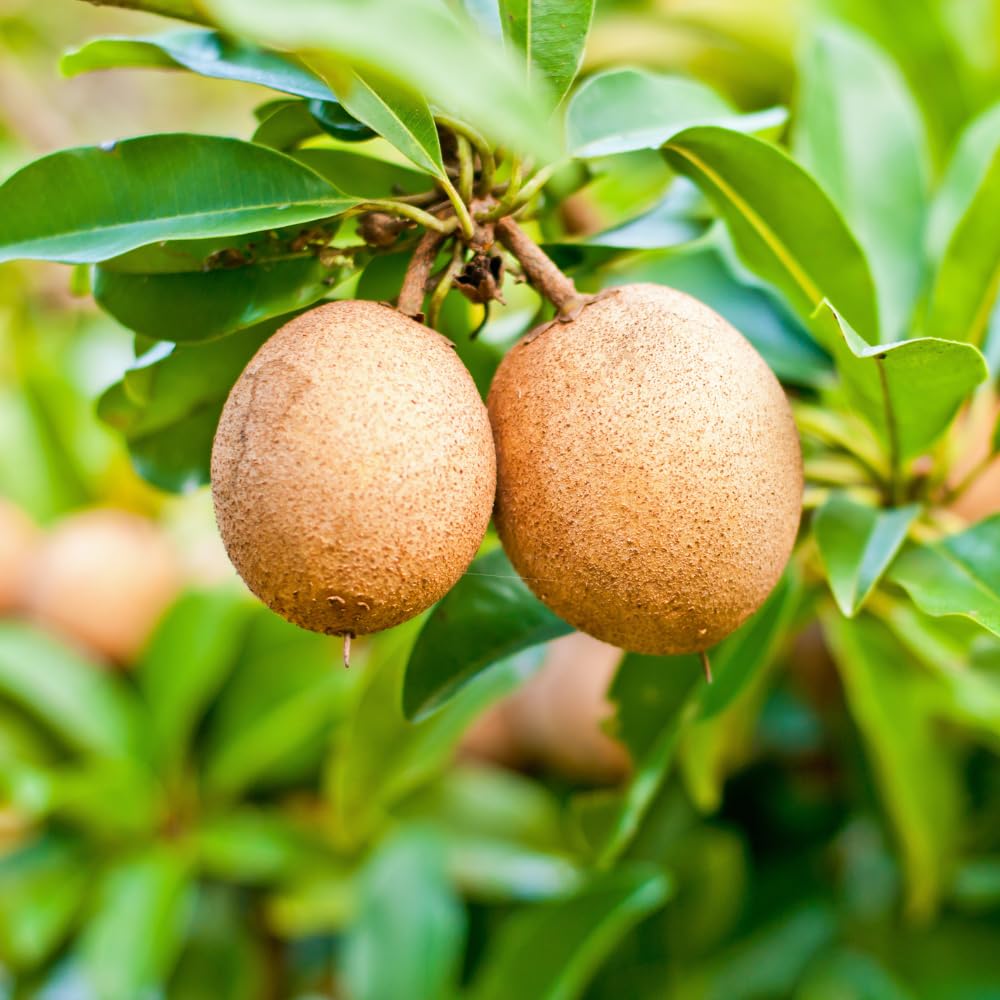 Sapodilla Tree Live Plant to Grow Outdoor 2 to 3 Feet, in 3 Gallon Pot, Sapodilla Plant Live, Cannot Ship to CA