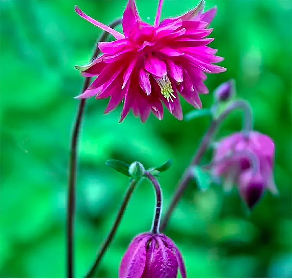 McKana Giant Hybrid Columbine Seeds - A Favorite Perennial Wildflower