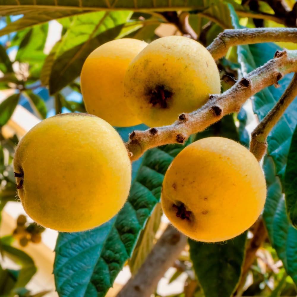 Loquat Fruit Tree 5-9" Tall, 4" Pot, Well-Rooted Loquat Plant for Garden and Orchard Planting