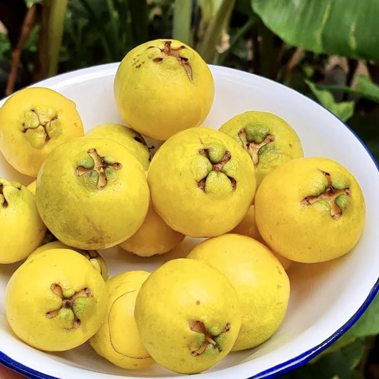 Strawberry Guava Tree Tropical Fruit Tree (Psidium littorale VAR. lucidum) 2'-3’ feet