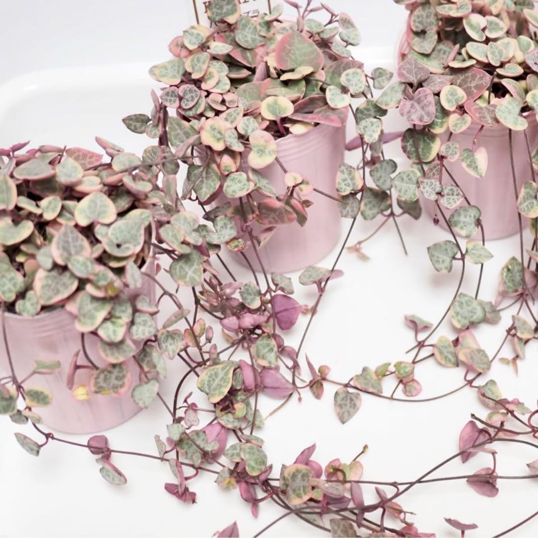 Variegated String of Hearts Live Plant in 2" Pot, Trailing Houseplant Indoor Outdoor, Fast-Growing, Indoor Hanging Succulent