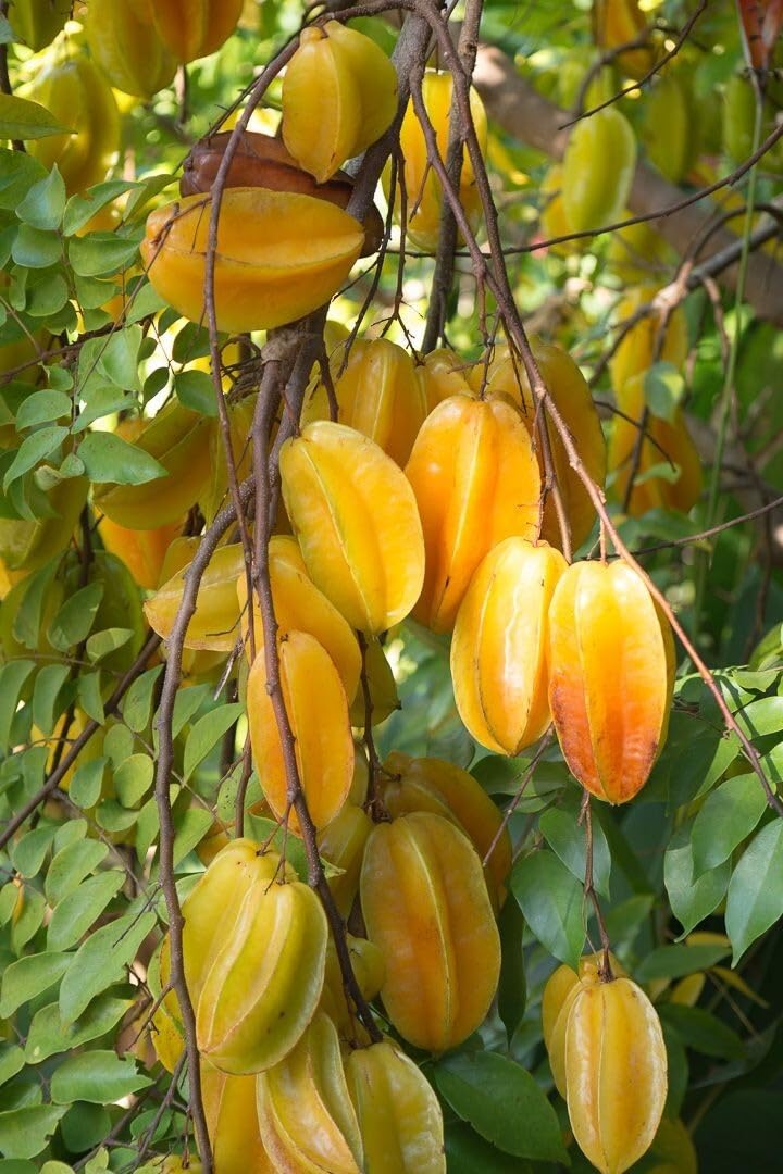 Live Plant - Big Carambola Tree Grafted (Averrhoa Carambola) 2′-3′ Tall