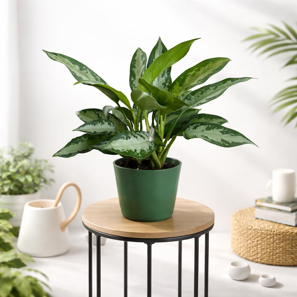 Aglaonema Silver Bay Live Indoor Plant in 6 Inch Pot, Chinese Evergreen Houseplant, Easy Care Low Light Tropical Plant for Home and Office