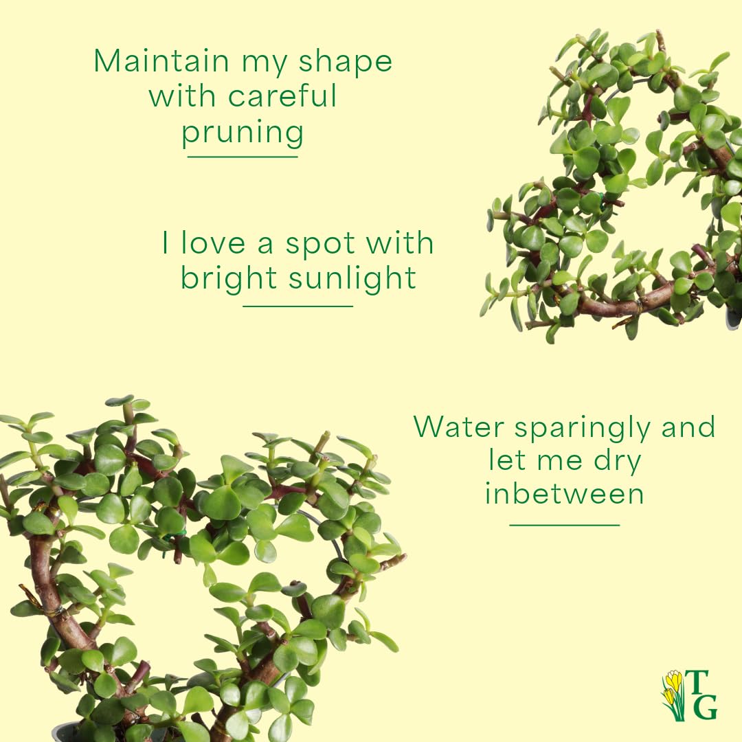 Thorsen's Greenhouse, Heart-Shaped Jade Bonsai Plant, Live Indoor Plant, Gift, Succulent Plant, 4-inch Diameter Pot (Sage)