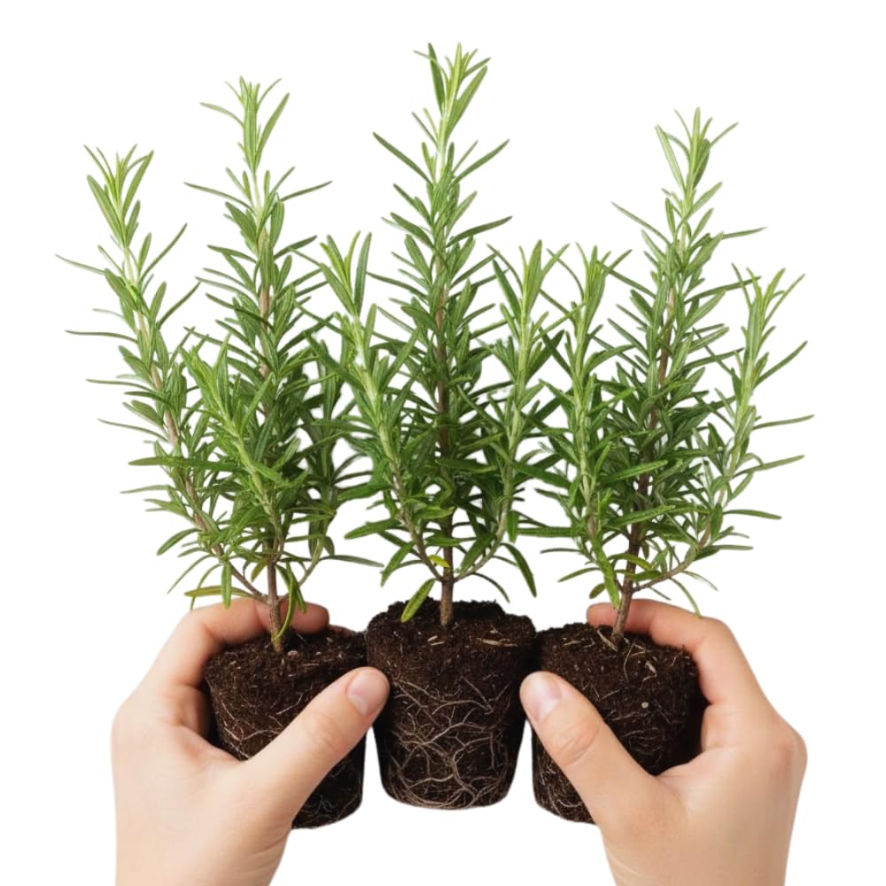 Rosemary Plants Live, Herb Plant, 4 Inc to 7 Inc Tall, Set 3 Plants