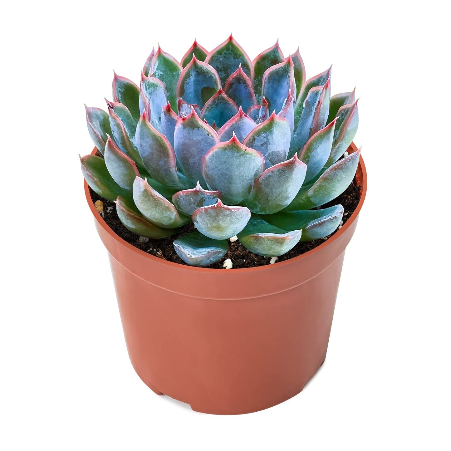 Sprout N Green Echeveria Orion, Live Succulent Plant Fully Rooted in 4" Pots with Soil Mix, Real Houseplant for Indoor Outdoor Home Office Wedding Decoration Party Favor, Pet Friendly
