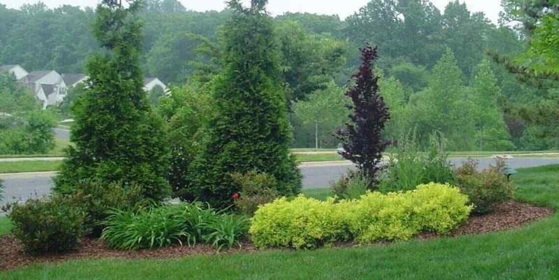 Live Plant - Thuja Green Giant Arborvitae Tree - Live Plant - 24-36" Tall - Trade Gallon Pot