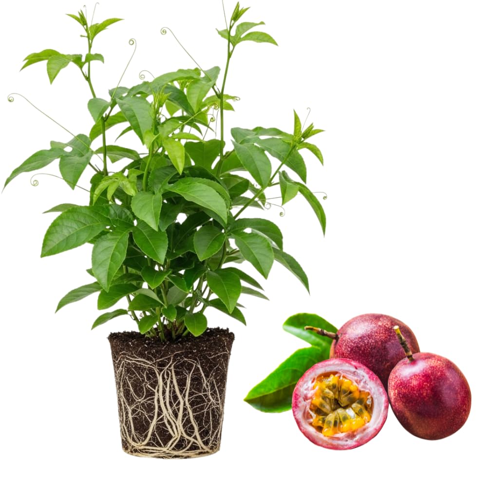 Passion Fruit Plant Live - Red Passiflora Edulis | 4 Inch Tall, Tropical Climbing Vine with Red Blooms for Trellises, Fences & Outdoor Gardens