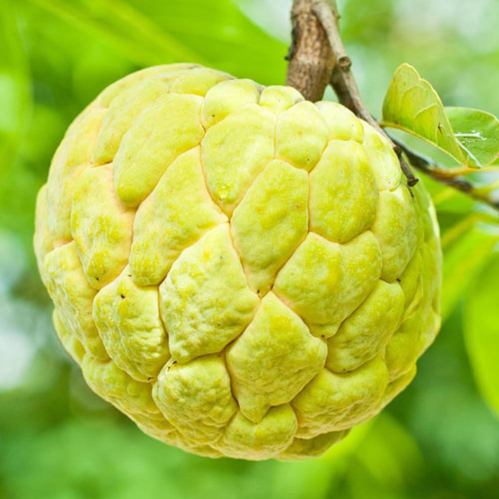 2-3' Tall Yellow Sugar Apple Tree Live Plant, Tropical Annona Squamosa Custard Sugar Apple Fruit Plant, in 3 Gallon Pot, No Ship to CA