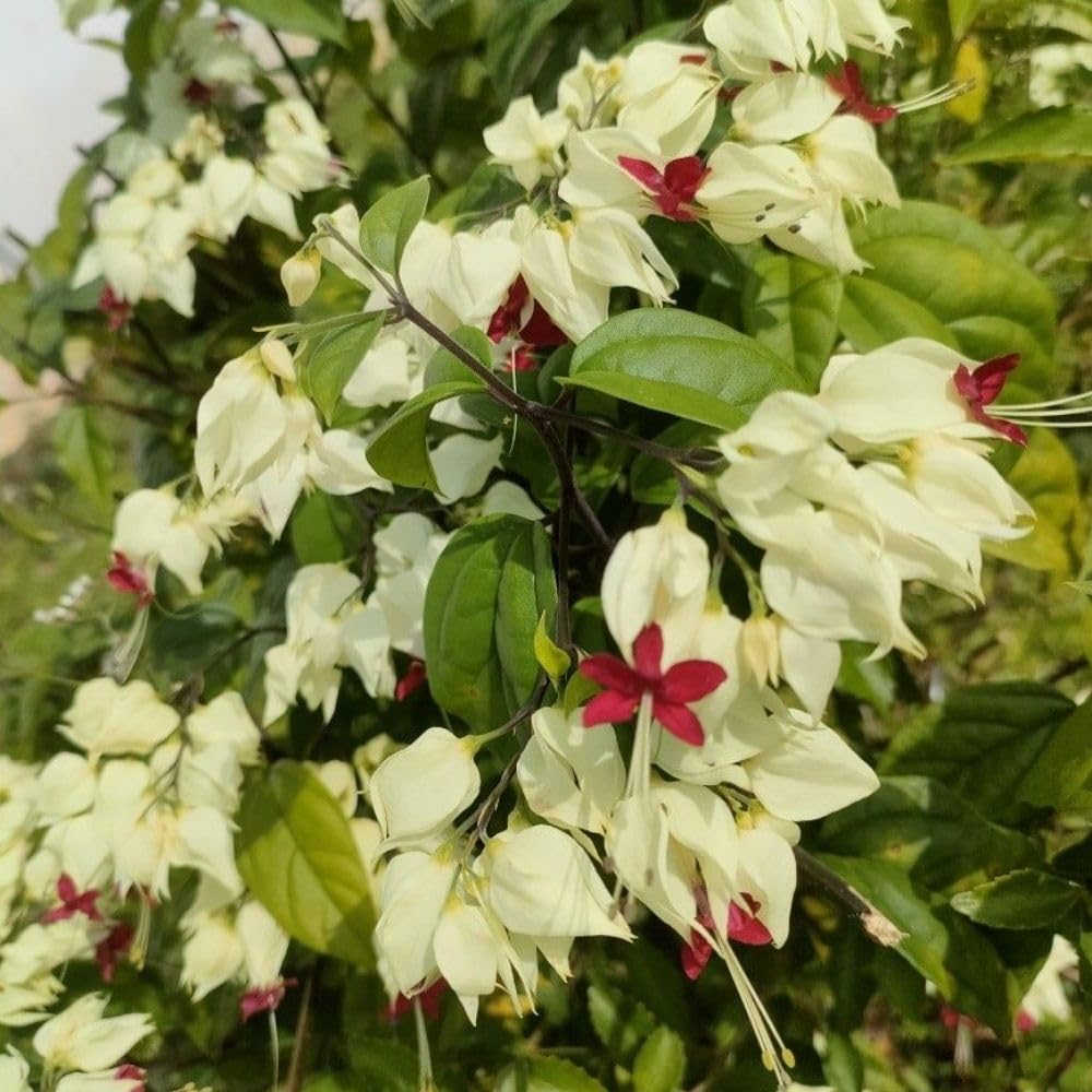 Set 3 White Bleeding Heart Plants Live 4-6 Inch Tall, White Clerodendrum Plant, Bleeding Heart Flowering Vine Plants, Blooming Flowering Vine for Garden Planting