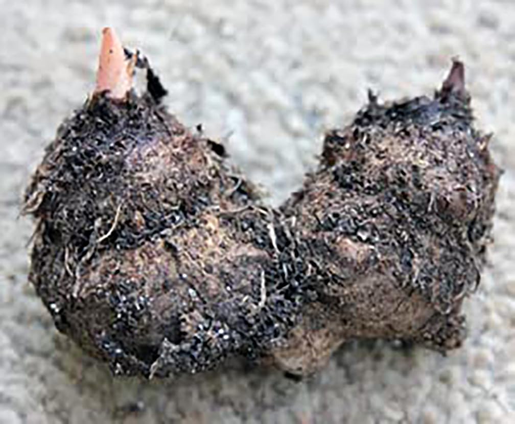 Dwarf Candidum Jr. Caladium Bulbs - White Caladium - Top Size Roots - Hardy in Zones 9-11 - Compact Caladium for Gardens and Pots - Elegant White Foliage