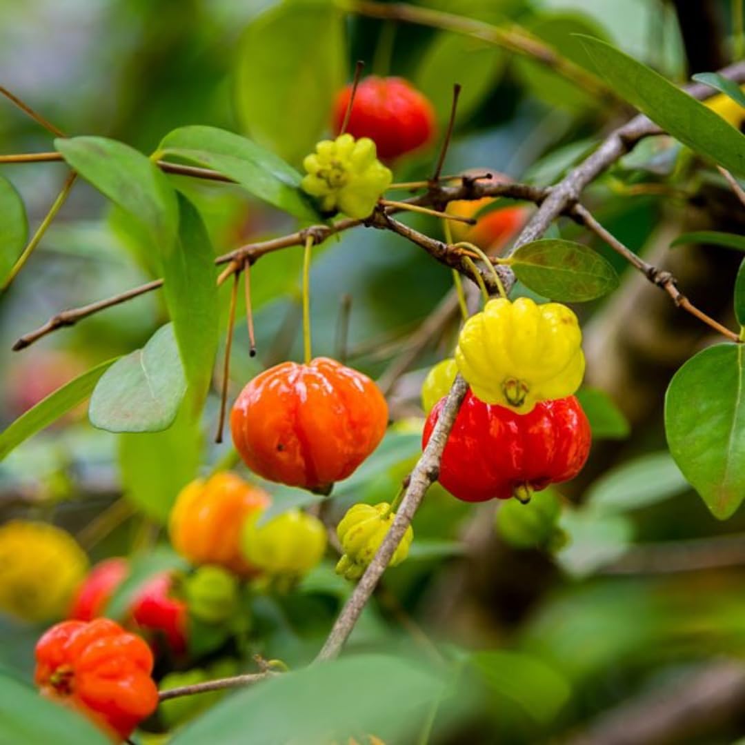 Surinam Cherry Trees Live Plant, 5-7" in Tall, Sweet Cherry Fruit Tree, Cherry Bush Live Plants, Bareroots, Cold Hardy