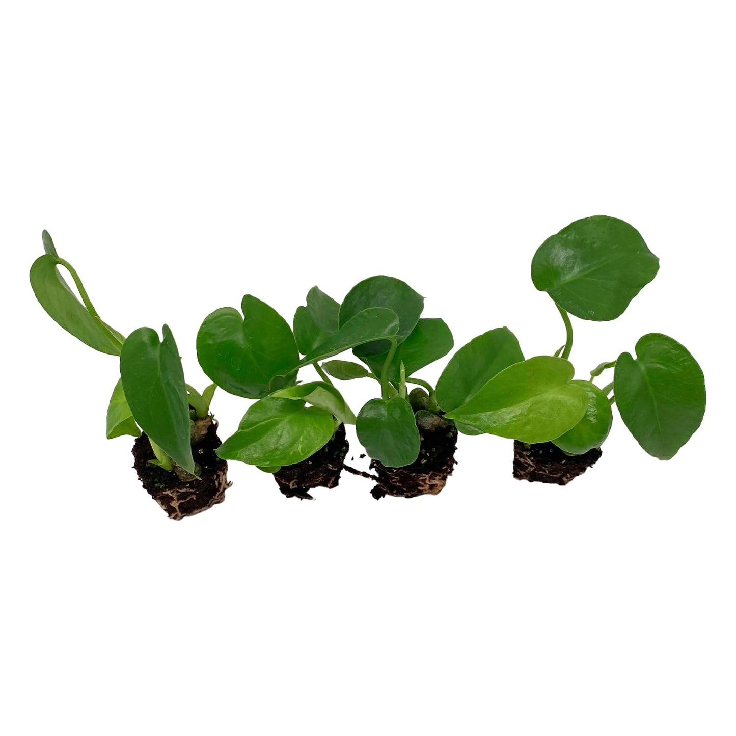 ragnaroc Monstera Deliciosa 2-4" 1ct – Live Plant for Indoor Outdoor Use, Garden & Landscaping – Live Arrival Guaranteed