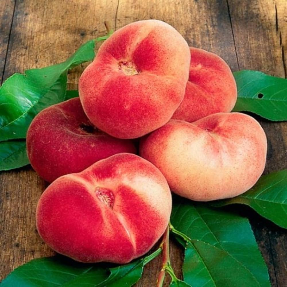 Donut Peach Tree Live Plant, in 3 Gallon Pot, 2 to 3 Feet Tall, Sweet Peach Fruit Tree for Outdoor Planting, No Ship to CA