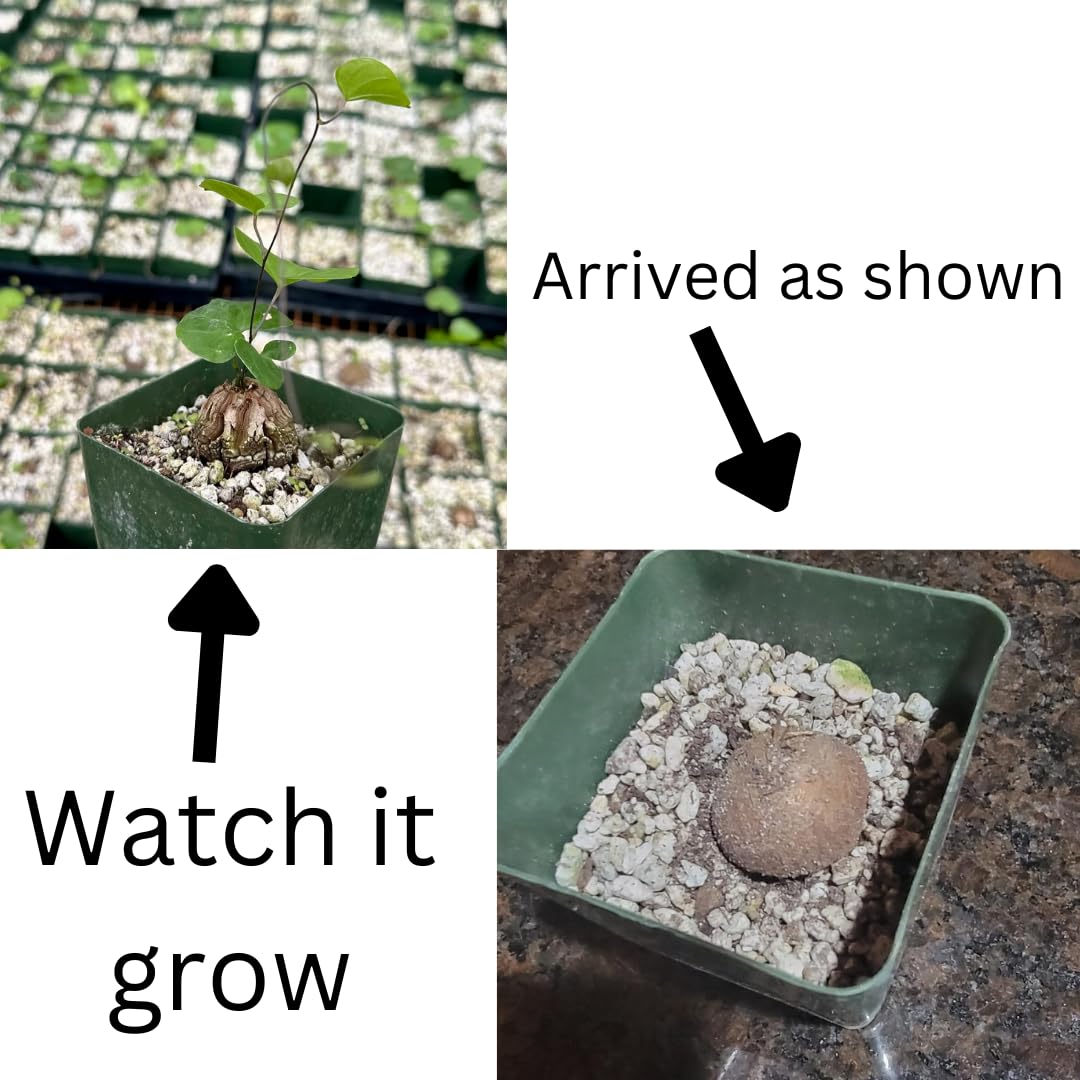 Starter Elephant's Foot Caudex Exotic Plant Live, Rare Houseplants in 3" Pot, Perennial Vine Live Plants Indoor Outdoor Ornamental and Planting